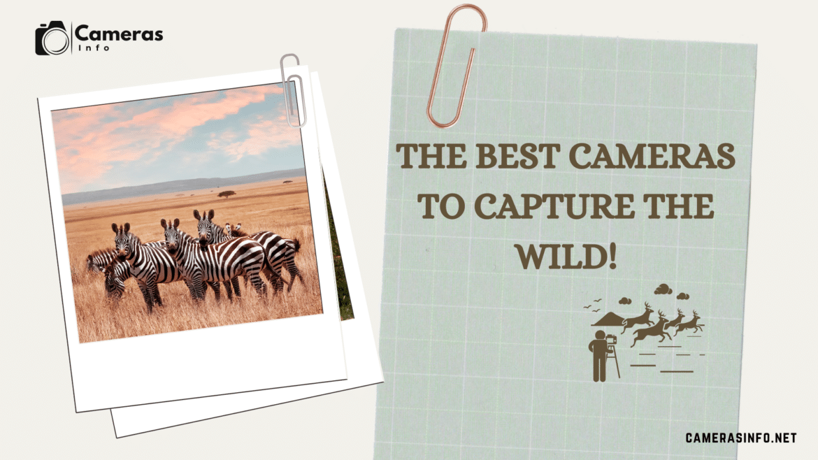 the best cameras to capture the wild!